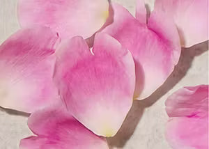 Pink rose petals on a light background