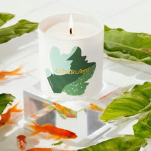Candles - Canopy